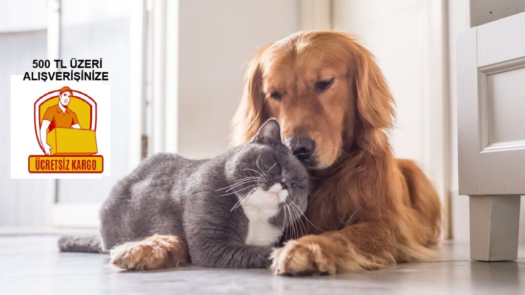 kedi-ve-kopek 02